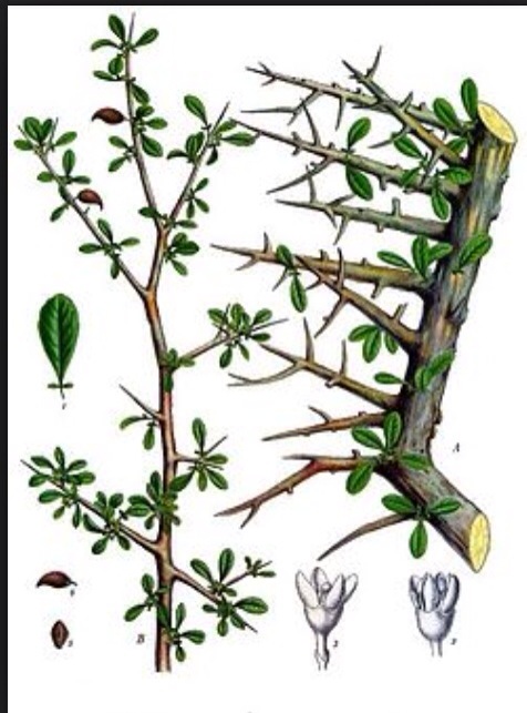 Myrra