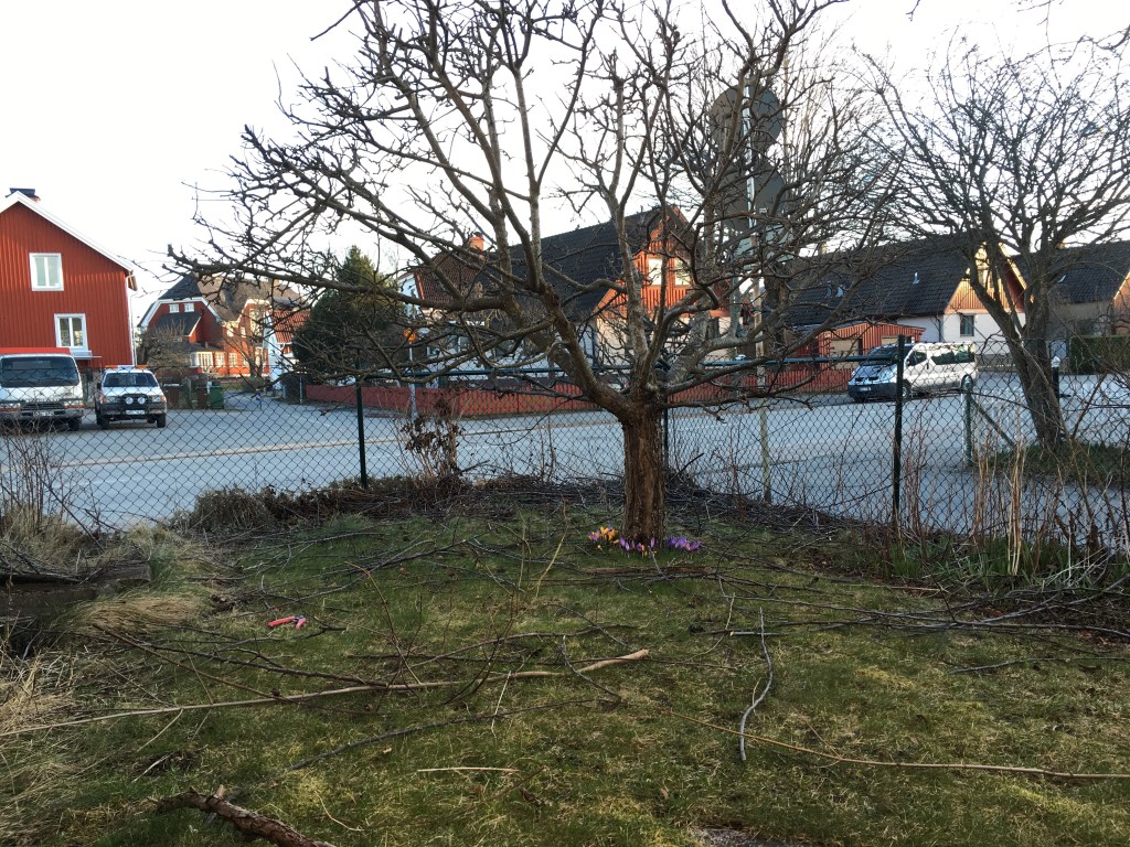 Klippte ett träd. 