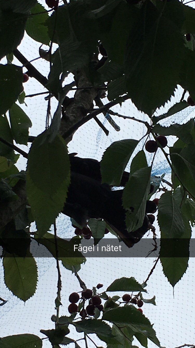 En fågel i&nbsp;bigarråträdet
