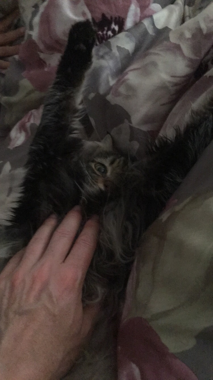 Katthelg