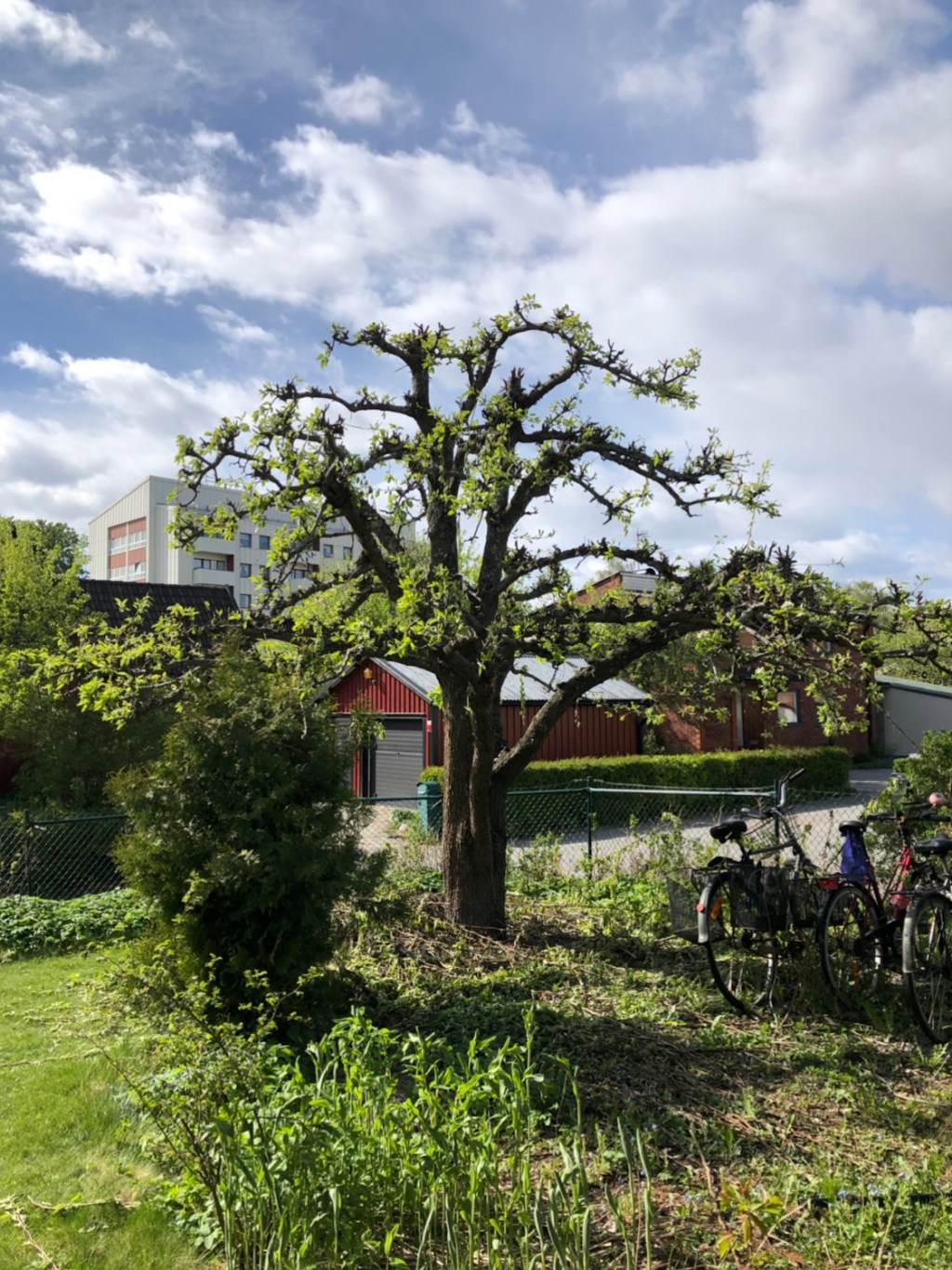 Trädgårdslördag